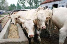 夏洛莱肉牛如何养殖增加市场效益